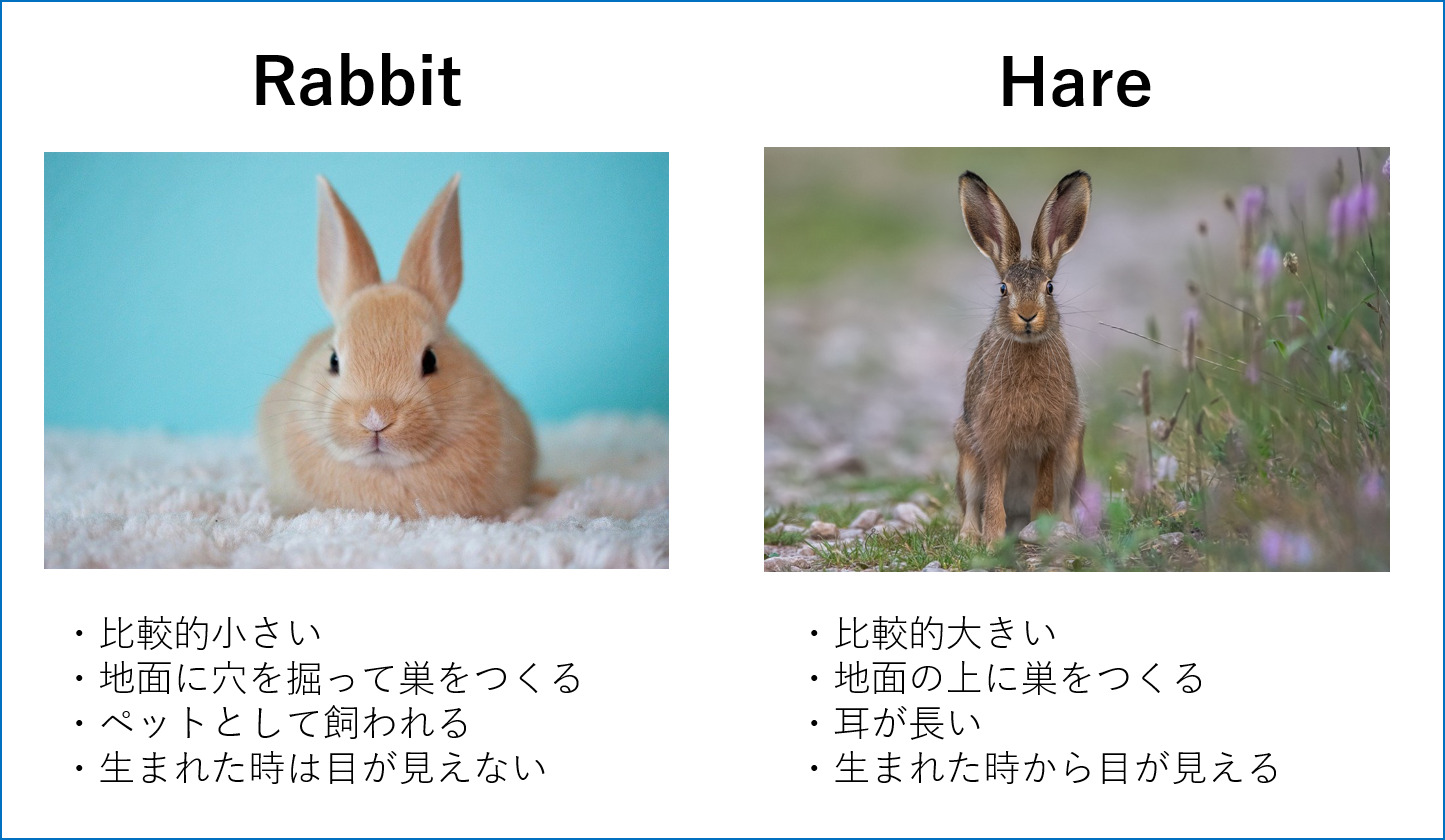 Rabbit と Bunny と Hare の違いは 英語使い分け ぼきゃ部